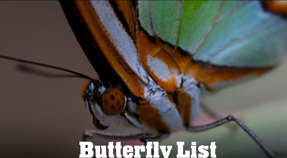Butterfly List