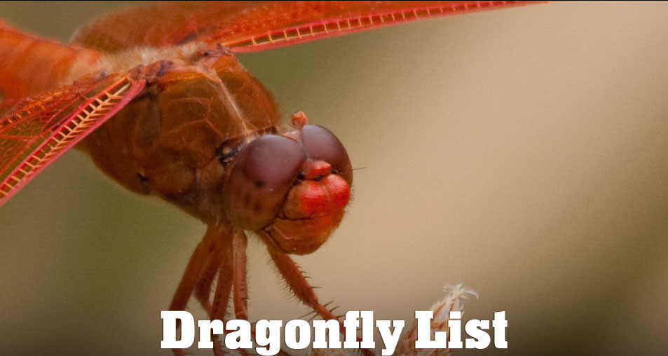 Dragonflies