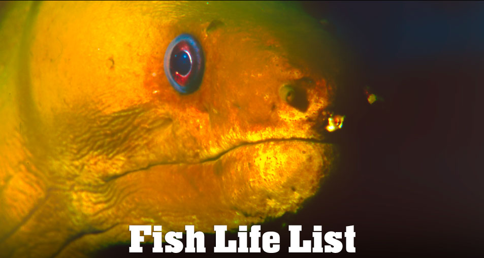 Fish Life List