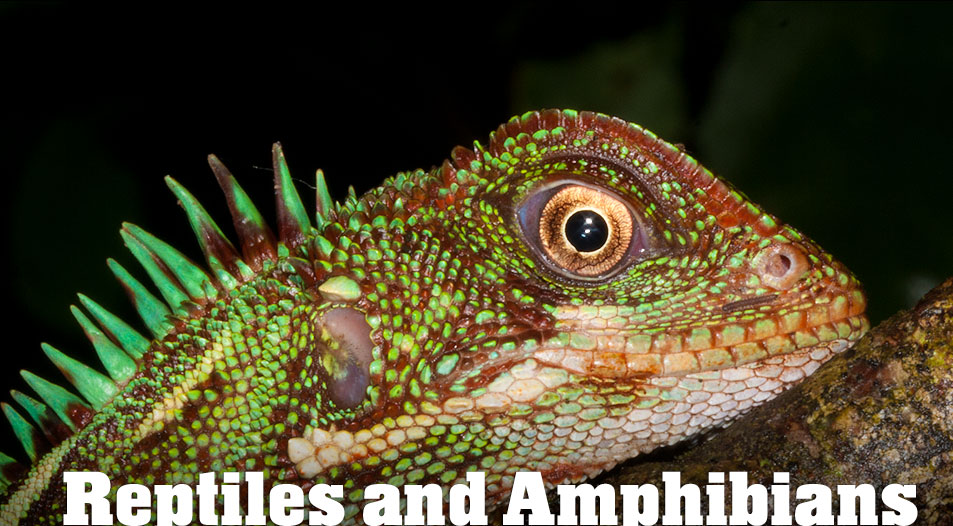 Reptile and Amphibian List