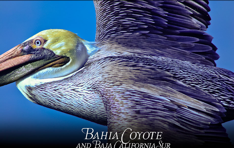 Brown Pelican