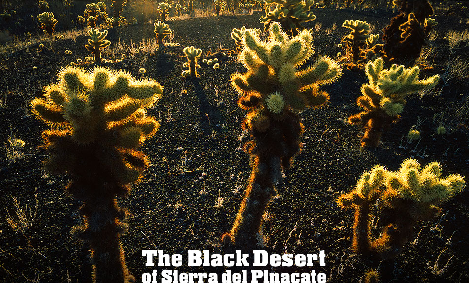 Black Desert