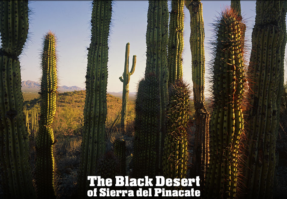 Organpipe Cactuses