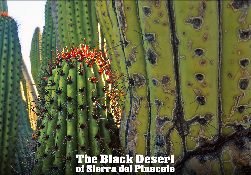 Organpipe Cactus Photo