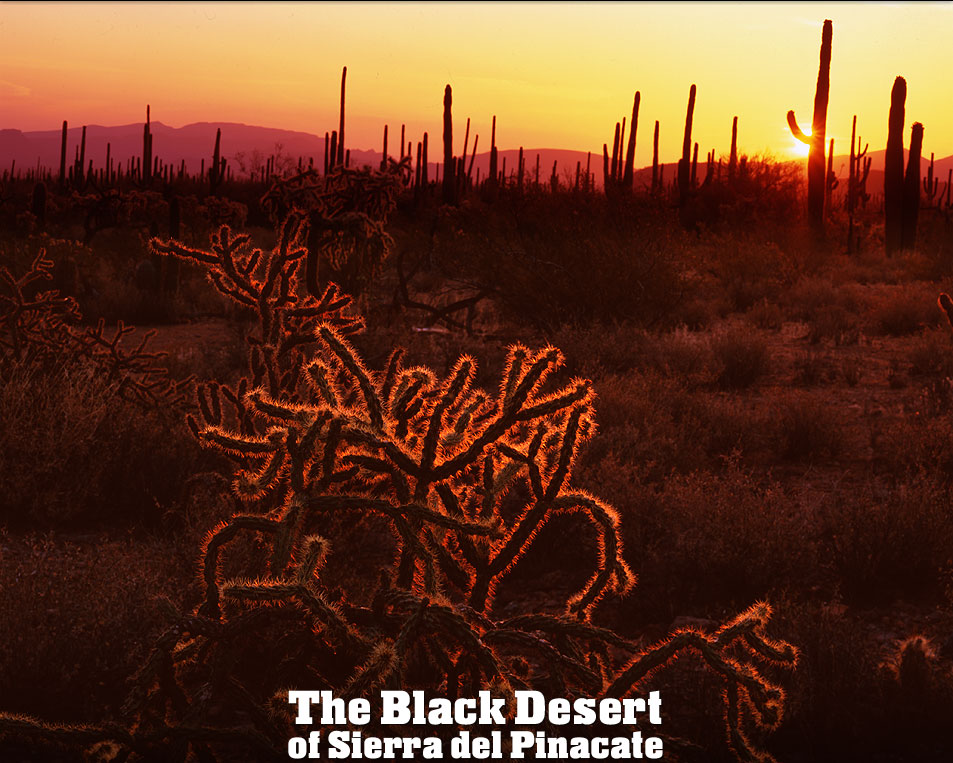 Desert Scene Photo