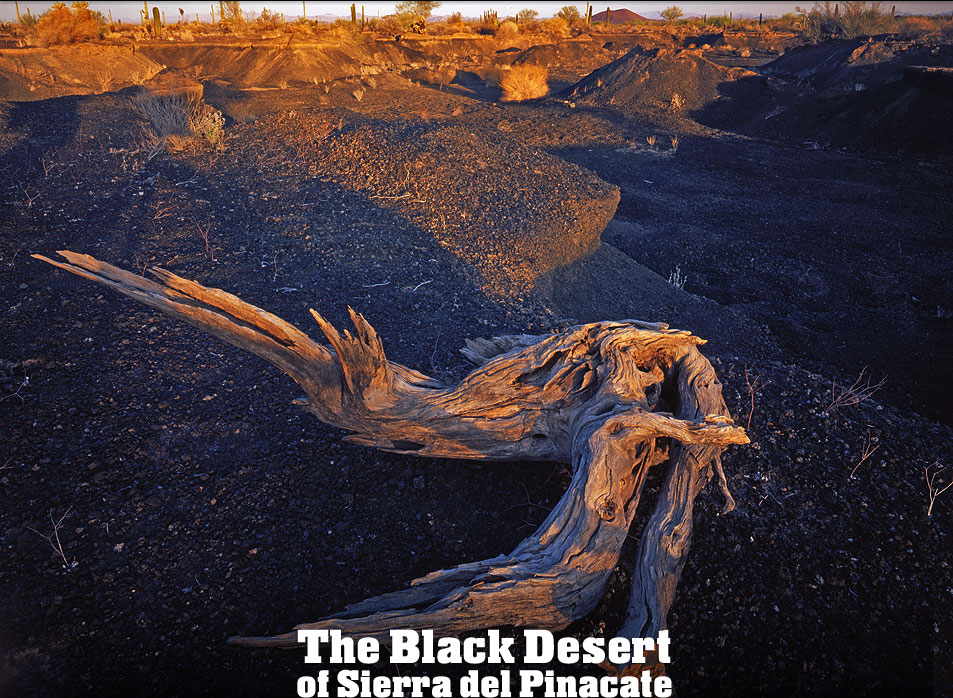 Pinacate Desert