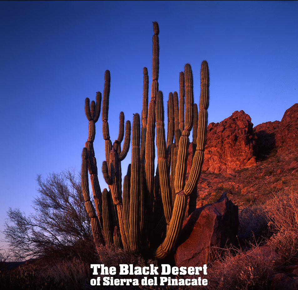 Sierra del Pinacate