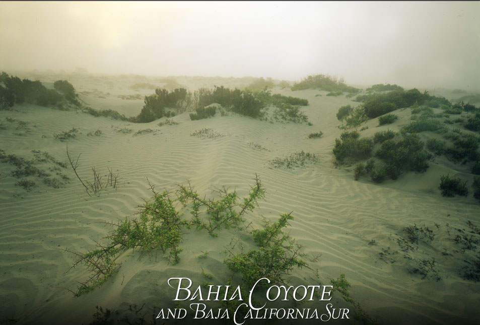 Baja Cactuses