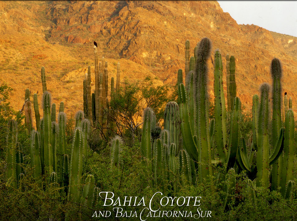 Baja Norte