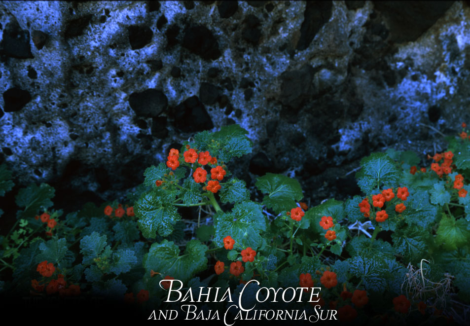 Baja Cactuses