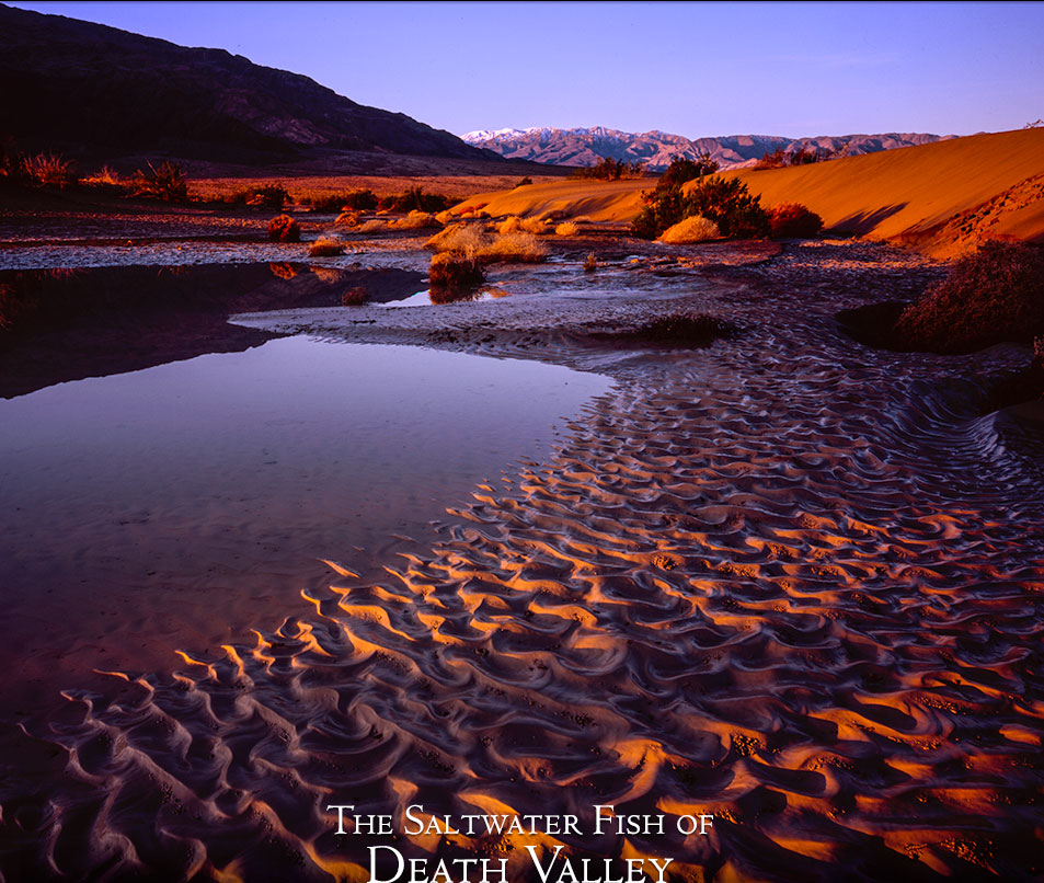 Death Valley dunes