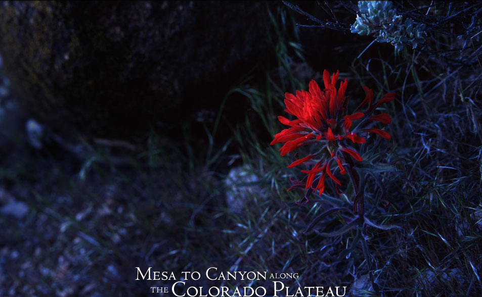 Indian Paintbrush