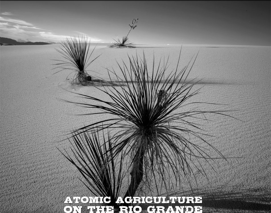 Yucca in White Sands, New Mexico