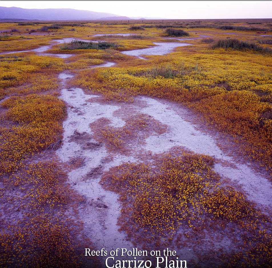 Blooms, Carrizo Plain, California