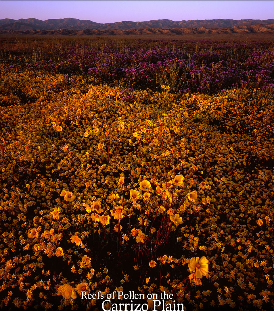 Carrizo Plain blooms