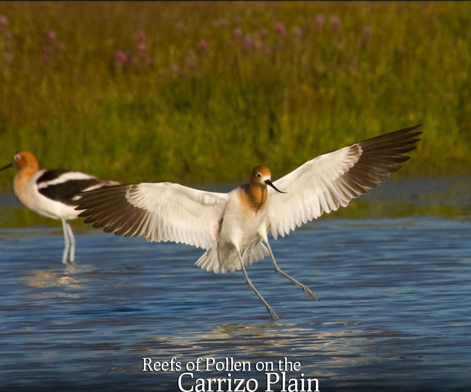 Avocets on the Carrizo Plains