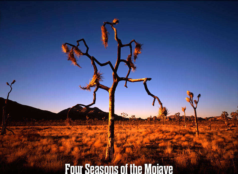 Joshua Tree