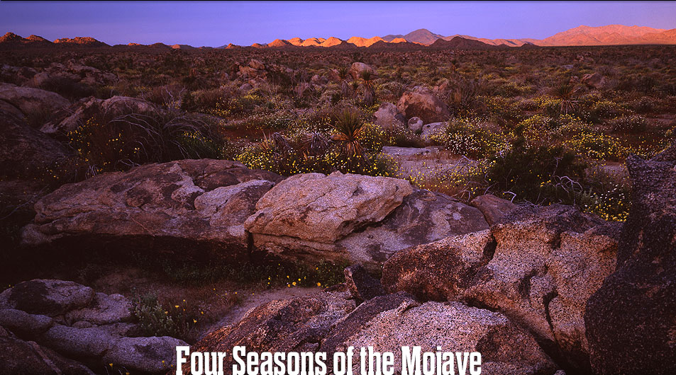 Flowers in Joshua Tree National Park