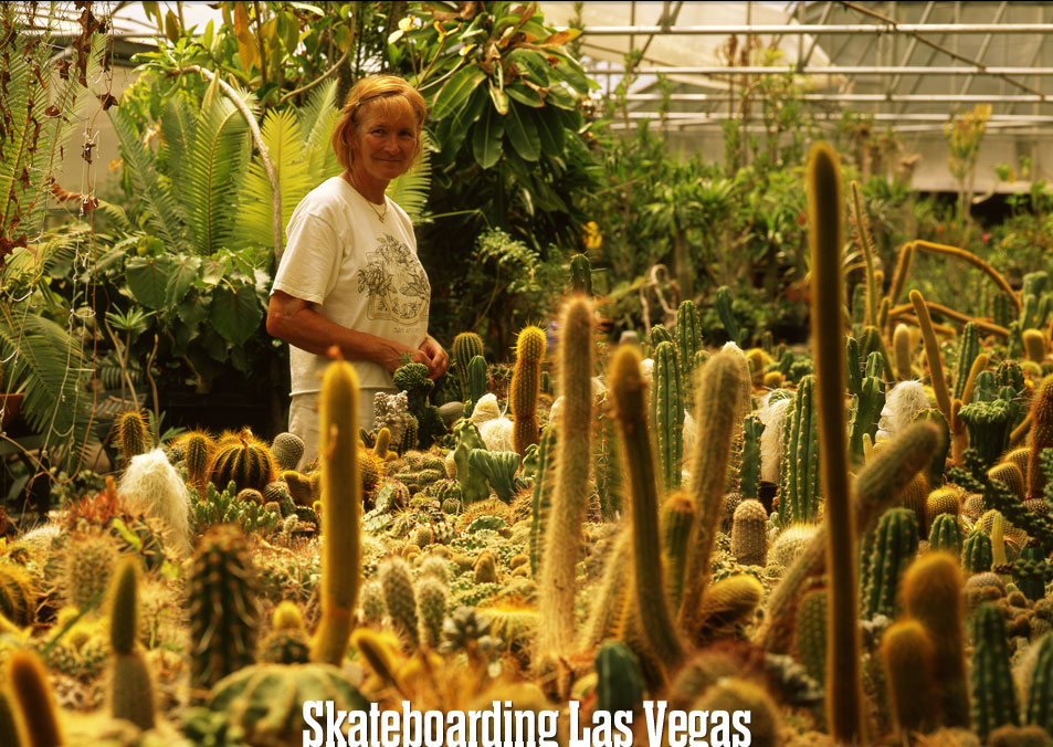 Cactuses in Las Vegas
