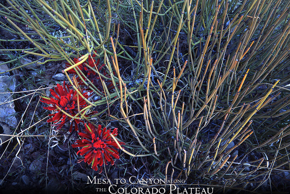 Indian Paintbrush Photo