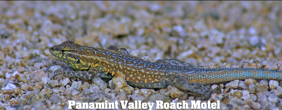 Western Fence Lizard