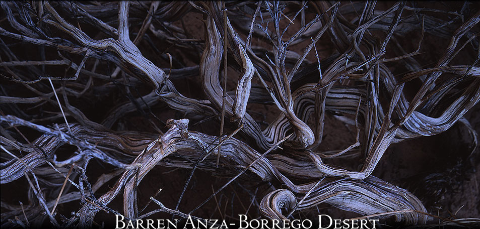 Gnarled Tree