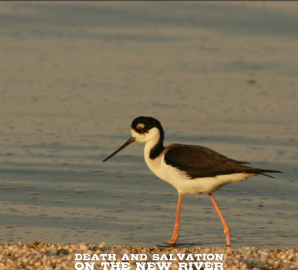 Shorebird
