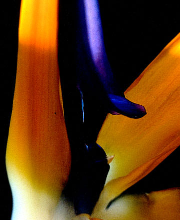 Bird of Paradise, a relative of bananas and heliconias.