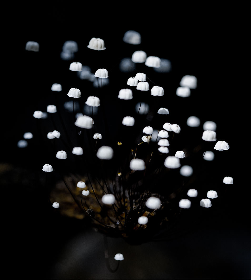 Mushrooms in the Yasuni National Park