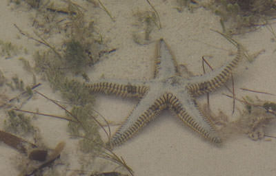 Armored Sea Star
