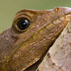 Basilisk Lizard