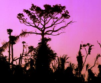 Monkey Tree