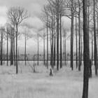 Big Branch NWR