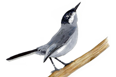 Bahama Yellowthroat Bird Sketch