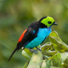 Bird Life List