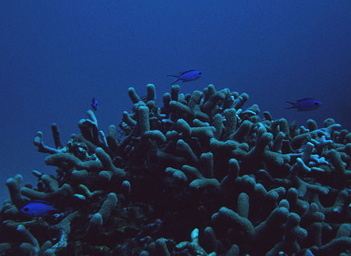 Blue Chromis