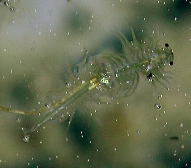 Alkali Shrimp