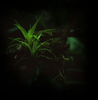 Bromeliad