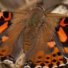 Butterfly Life List