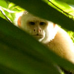 Canopy
