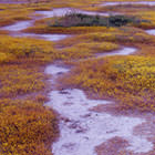Carrizo Plain
