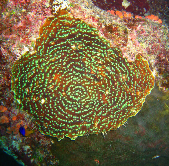 Coral