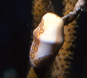 Cowry