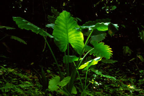 Dasheen plant