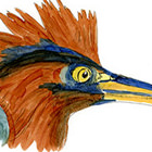 Chapman Swifts