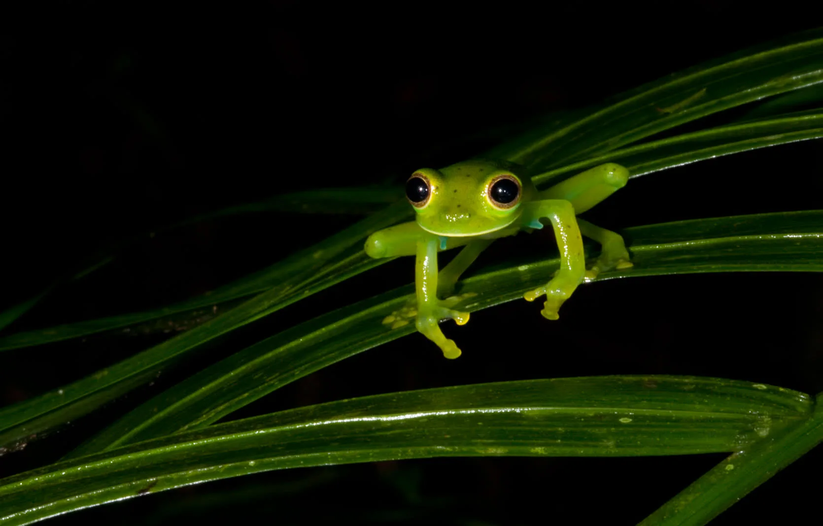 A translucent green glass frog with gold-rimmed eyes perched on a leaf blade at night, El Valle de Anton