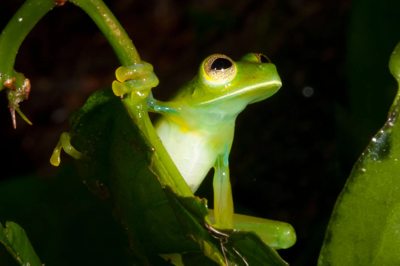 A green glass frog with a pale translucent belly climbing a leaf stem at night