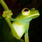 Glass Frog