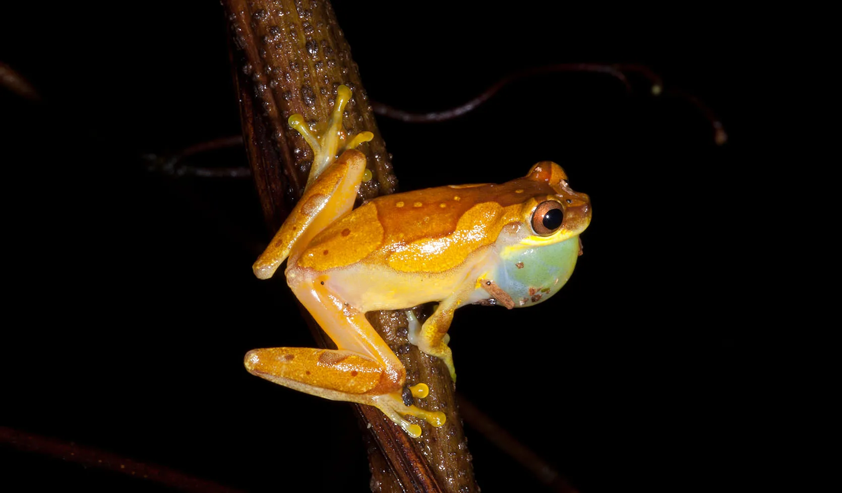 A small golden treefrog calling, its green vocal sac inflated, clinging to a stem at night