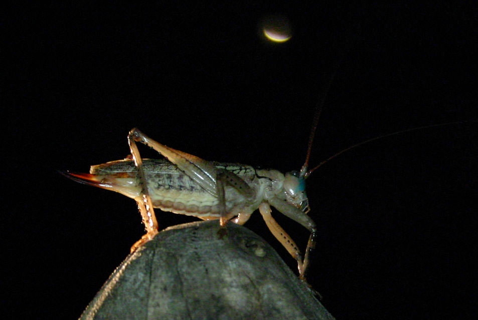 Grasshopper